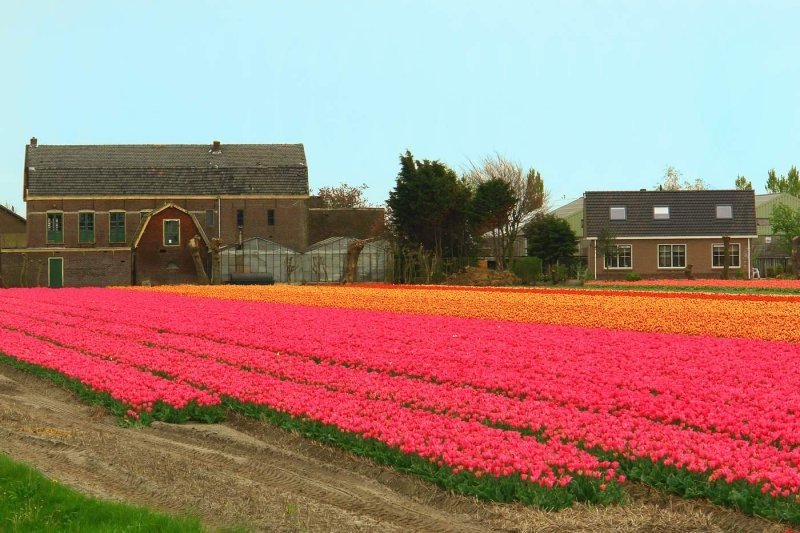 Tulip fields, Keukenhof, The Netherlands