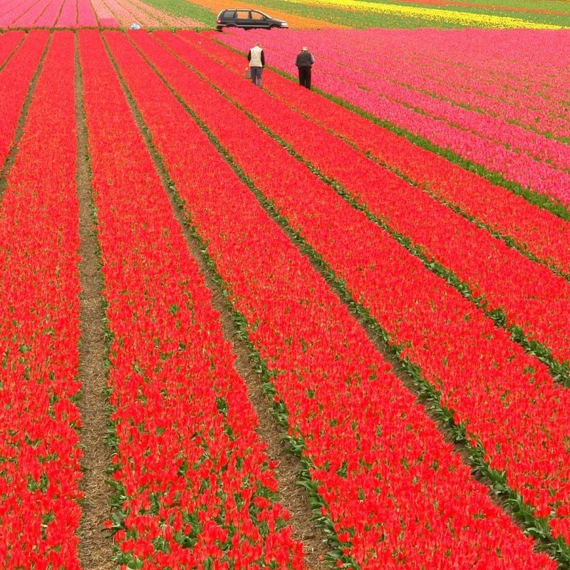 Tulip fields, Keukenhof, The Netherlands