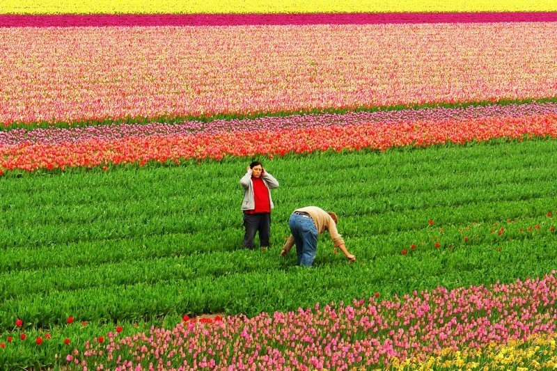 Tulip fields, Keukenhof, The Netherlands