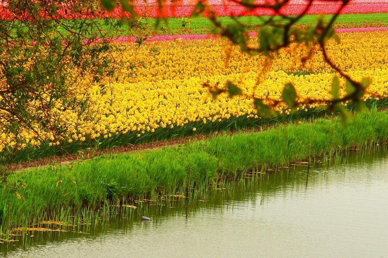 Tulip fields, Keukenhof, The Netherlands