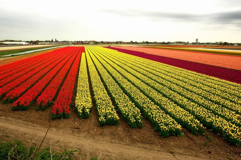 Tulip fields, Keukenhof, The Netherlands