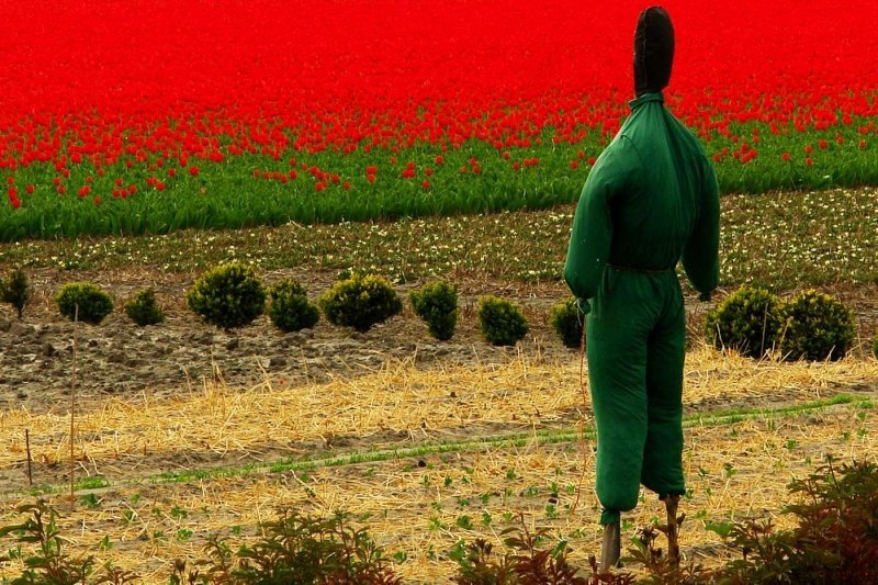 Tulip fields, Keukenhof, The Netherlands