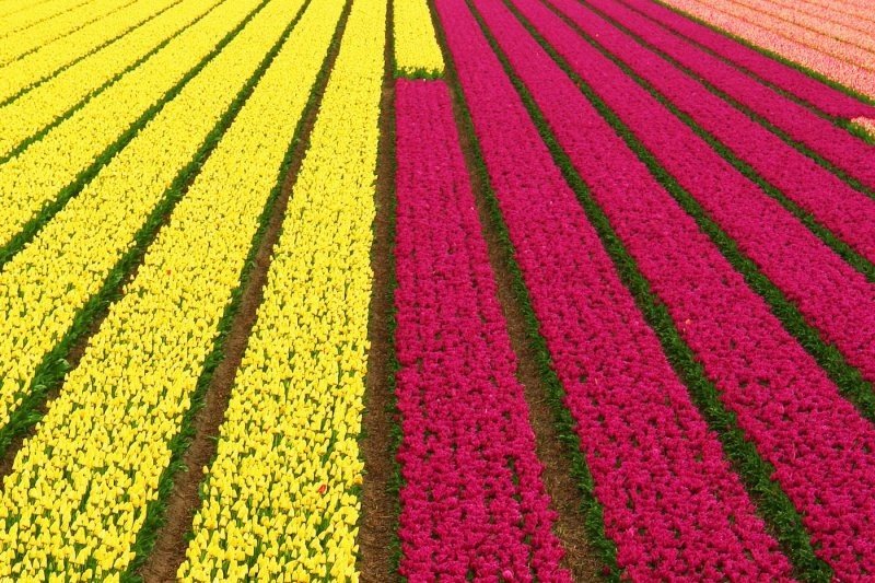 Tulip fields, Keukenhof, The Netherlands