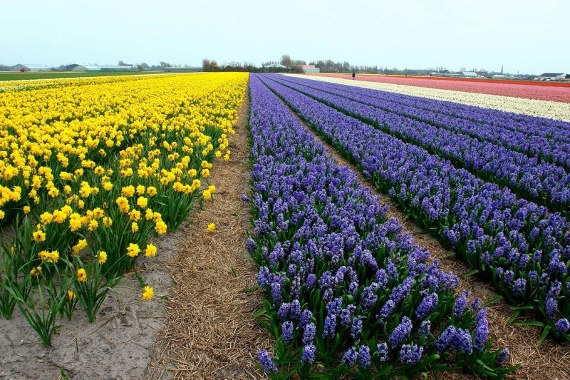 Tulip fields, Keukenhof, The Netherlands