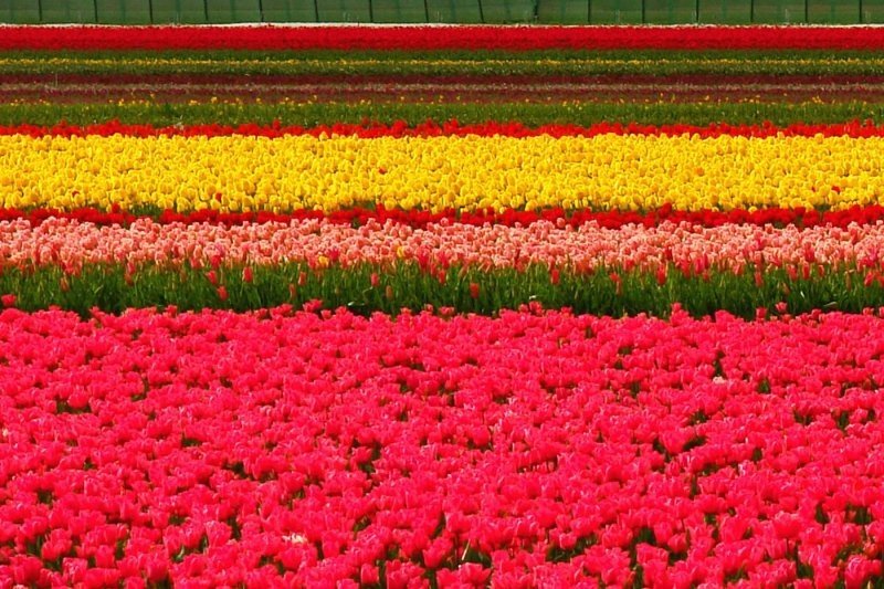 Tulip fields, Keukenhof, The Netherlands