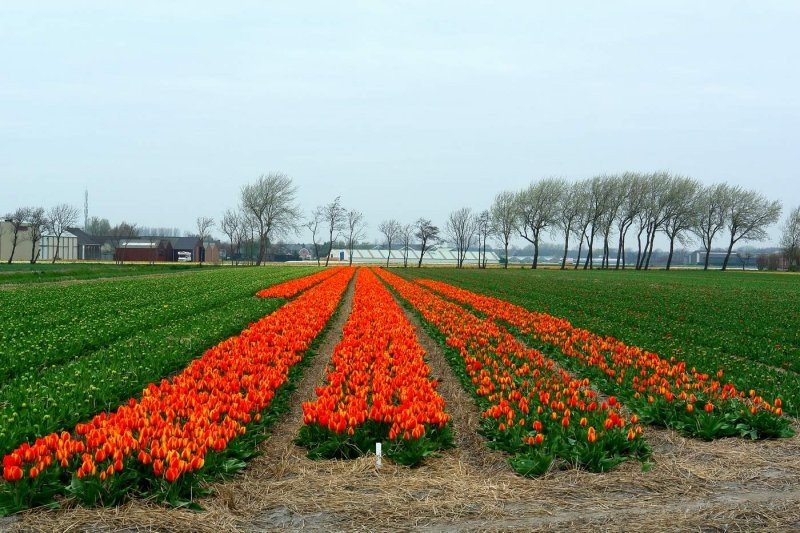 Tulip fields, Keukenhof, The Netherlands