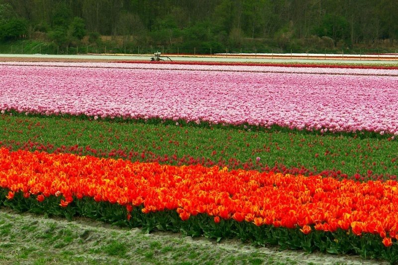 Tulip fields, Keukenhof, The Netherlands