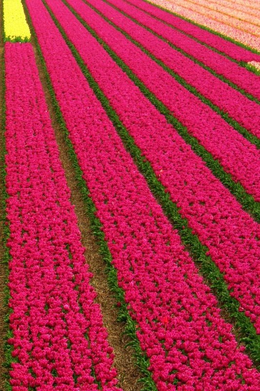 Tulip fields, Keukenhof, The Netherlands