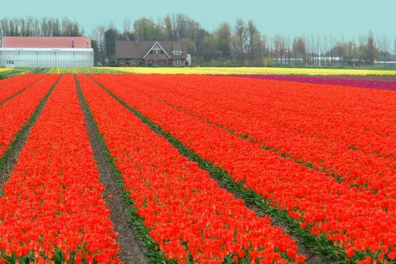 Tulip fields, Keukenhof, The Netherlands