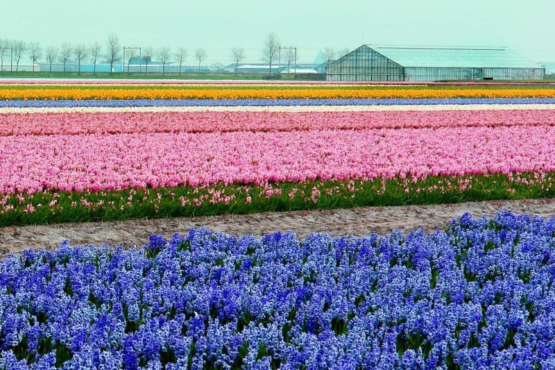 Tulip fields, Keukenhof, The Netherlands