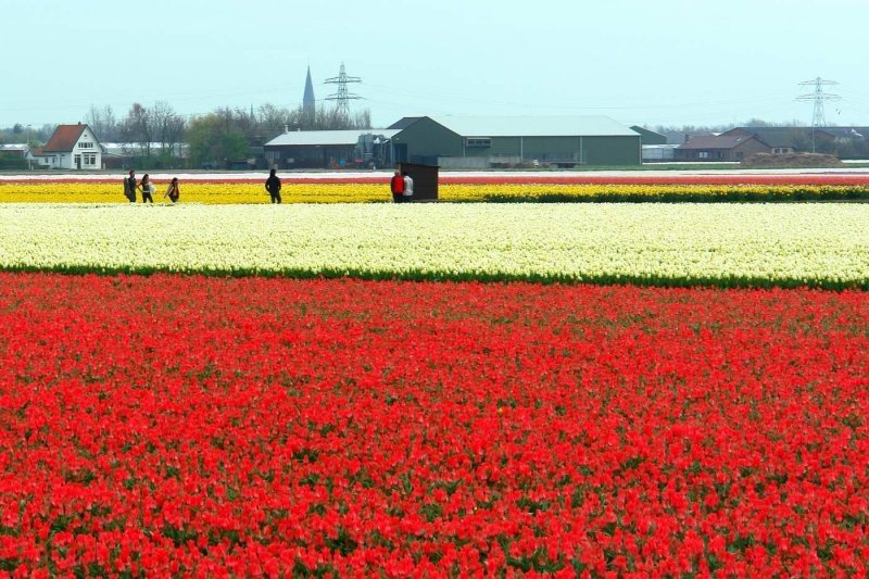 Tulip fields, Keukenhof, The Netherlands