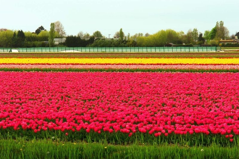 Tulip fields, Keukenhof, The Netherlands