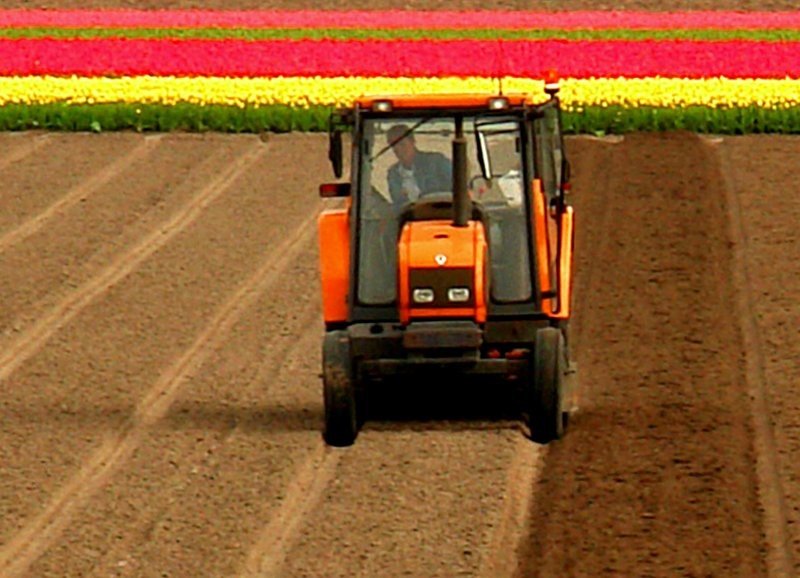 Tulip fields, Keukenhof, The Netherlands