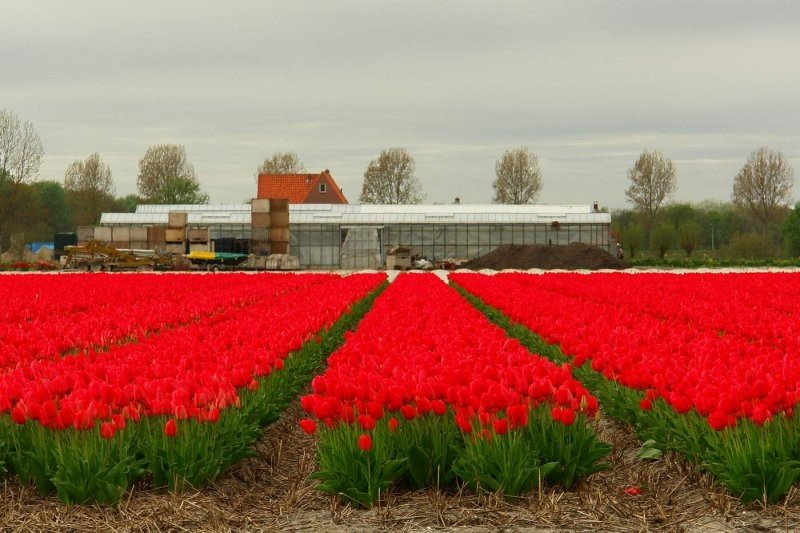 Tulip fields, Keukenhof, The Netherlands