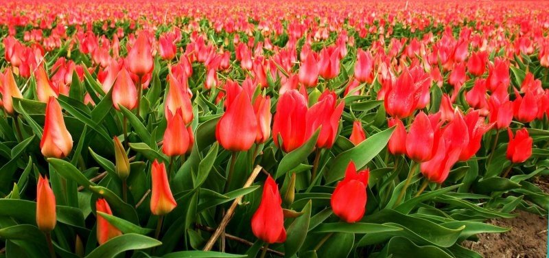 Tulip fields, Keukenhof, The Netherlands