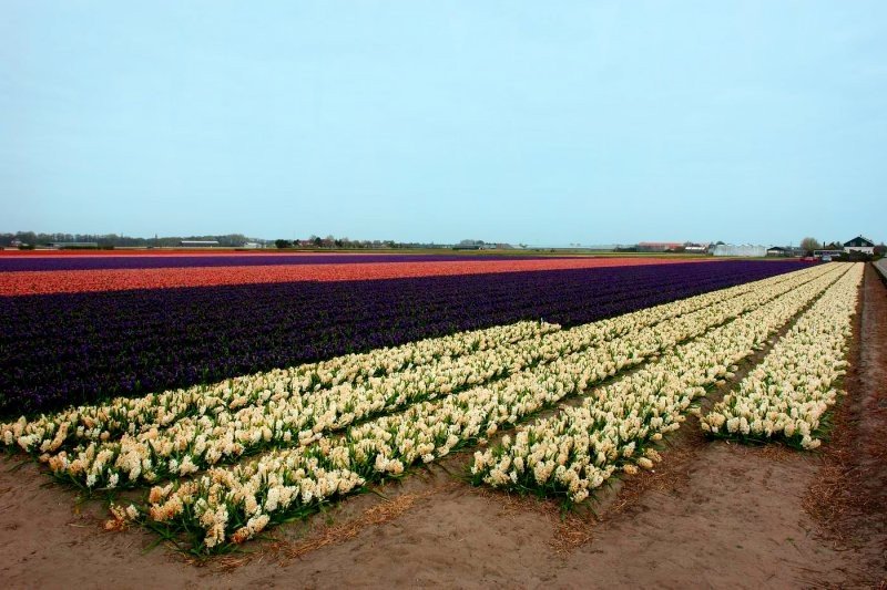 Tulip fields, Keukenhof, The Netherlands