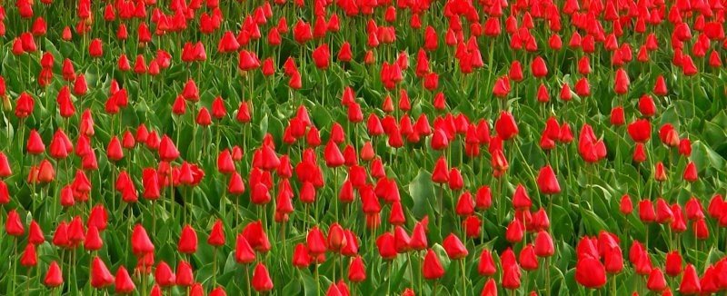 Tulip fields, Keukenhof, The Netherlands