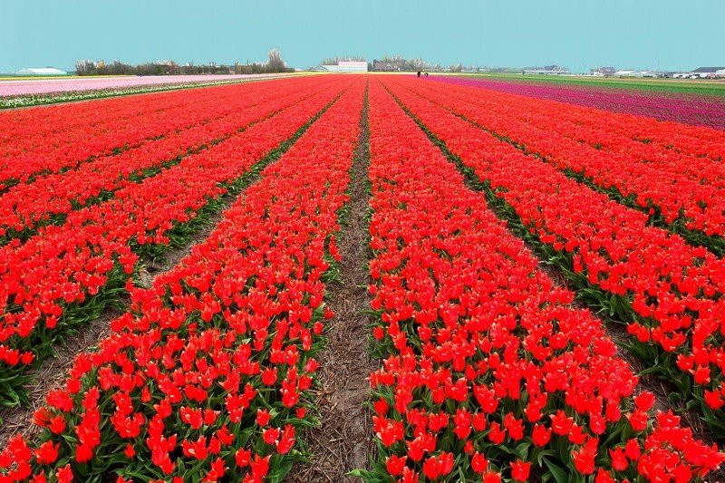 Tulip fields, Keukenhof, The Netherlands