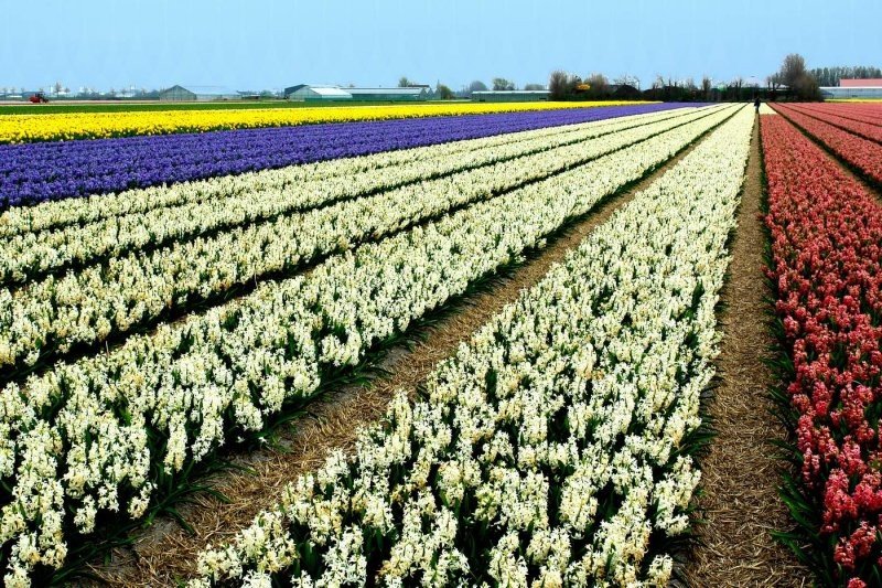 Tulip fields, Keukenhof, The Netherlands