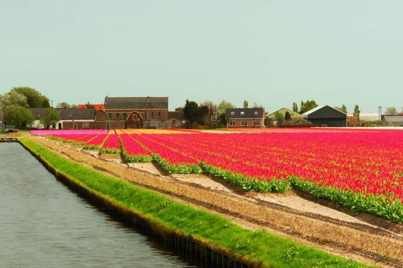 Tulip fields, Keukenhof, The Netherlands