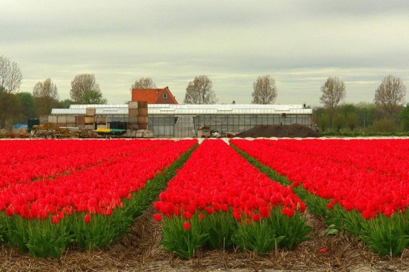 Tulip fields, Keukenhof, The Netherlands