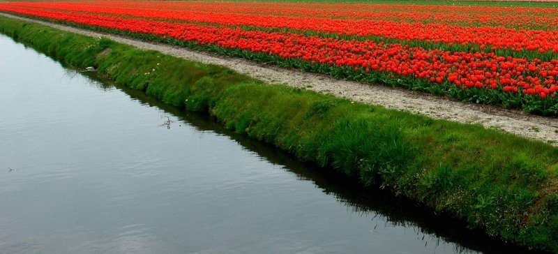 Tulip fields, Keukenhof, The Netherlands