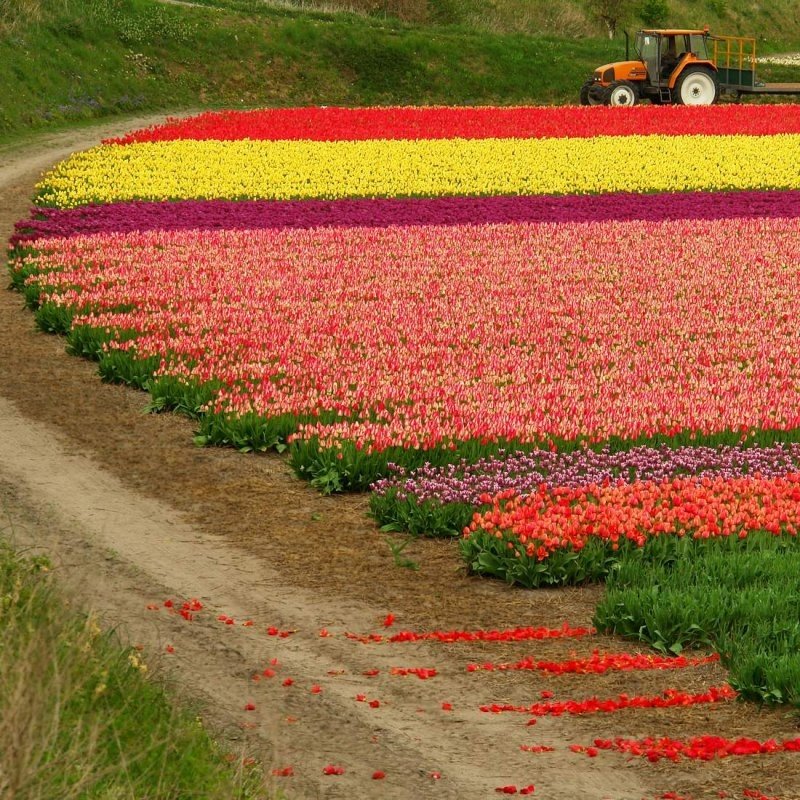 Tulip fields, Keukenhof, The Netherlands