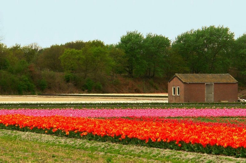 Tulip fields, Keukenhof, The Netherlands