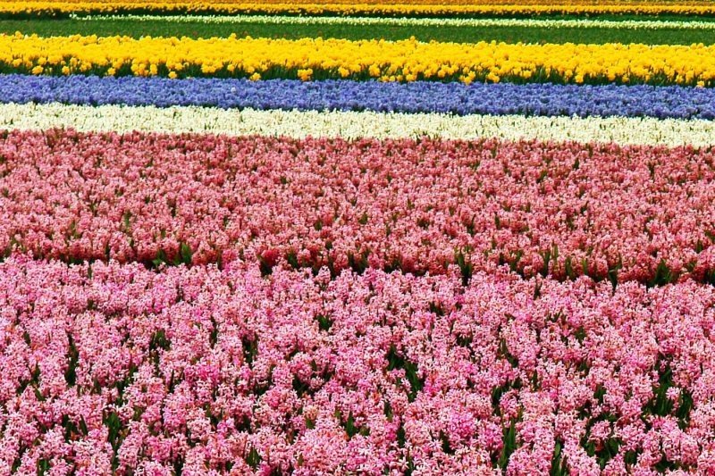 Tulip fields, Keukenhof, The Netherlands