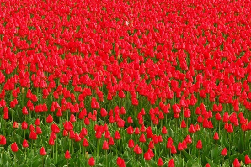 Tulip fields, Keukenhof, The Netherlands