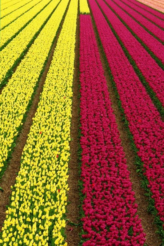 Tulip fields, Keukenhof, The Netherlands