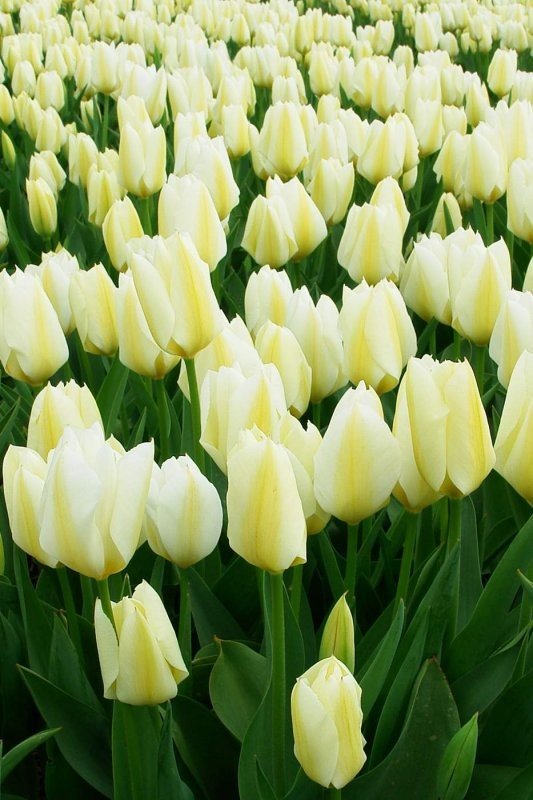 Tulip fields, Keukenhof, The Netherlands