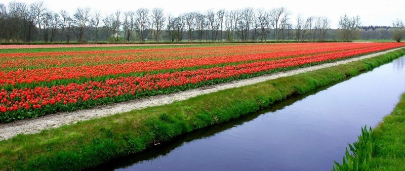 Tulip fields, Keukenhof, The Netherlands