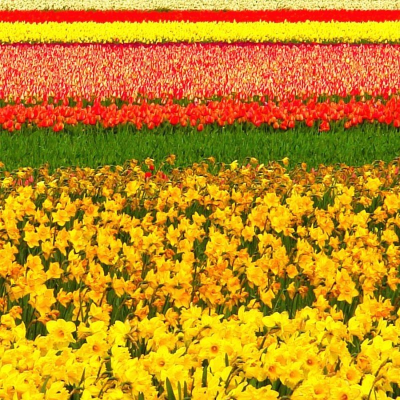 Tulip fields, Keukenhof, The Netherlands