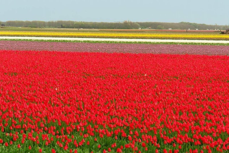 Tulip fields, Keukenhof, The Netherlands