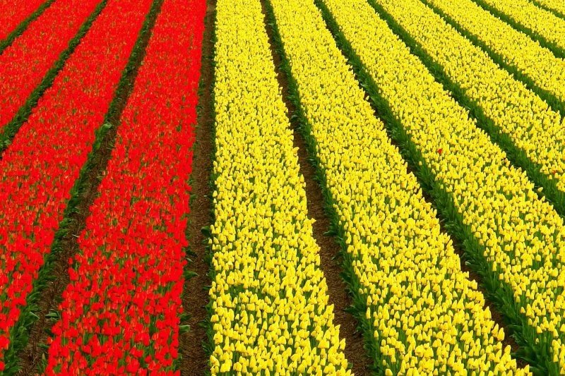 Tulip fields, Keukenhof, The Netherlands