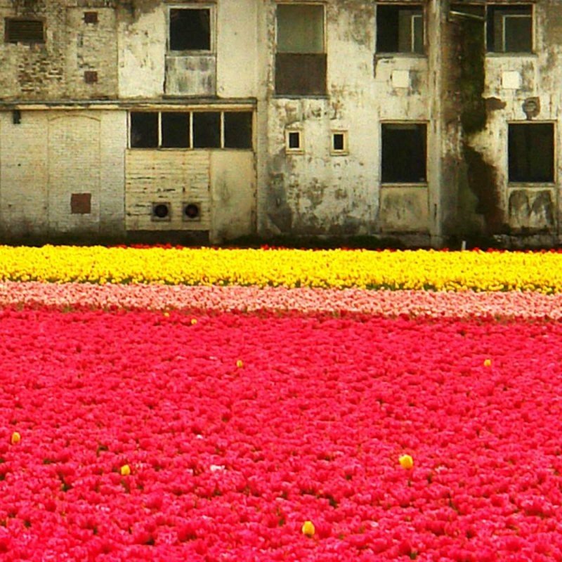 Tulip fields, Keukenhof, The Netherlands