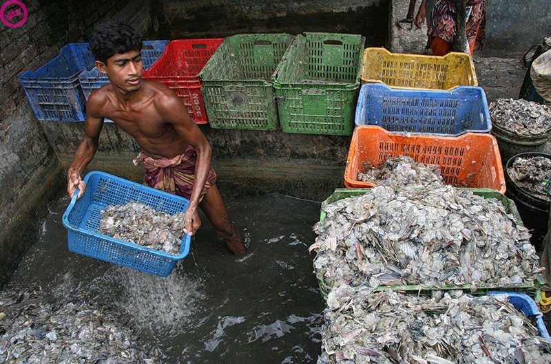 Great Pacific Garbage Patch