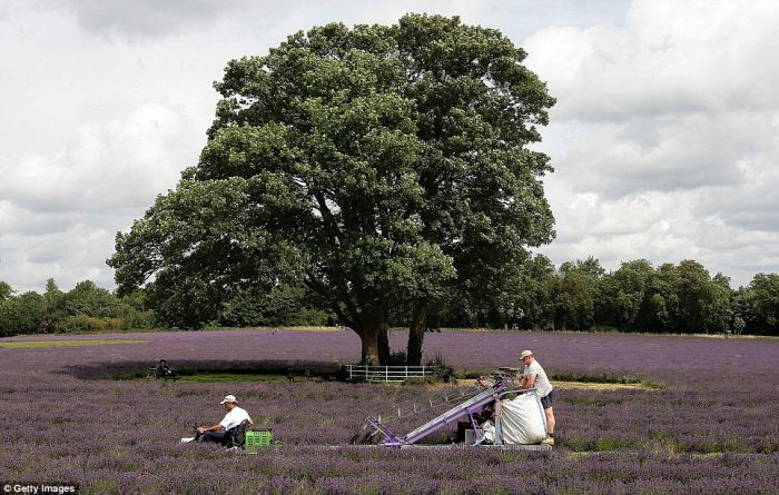 Lavender fields