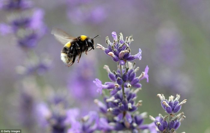 Lavender fields