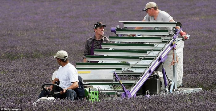 Lavender fields