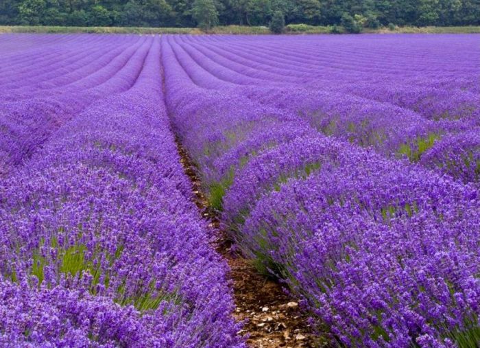 Lavender fields