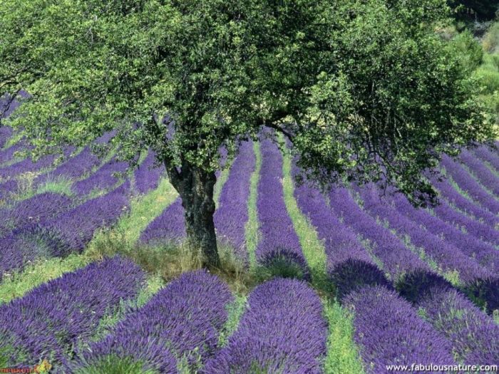 Lavender fields