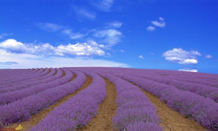 Lavender fields