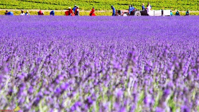 Lavender fields