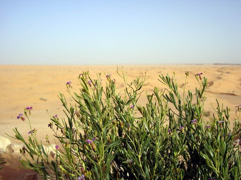 desert sand dunes landscape photography