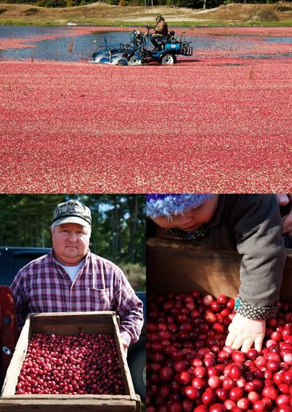 Harvesting cranberries in England, United Kingdom