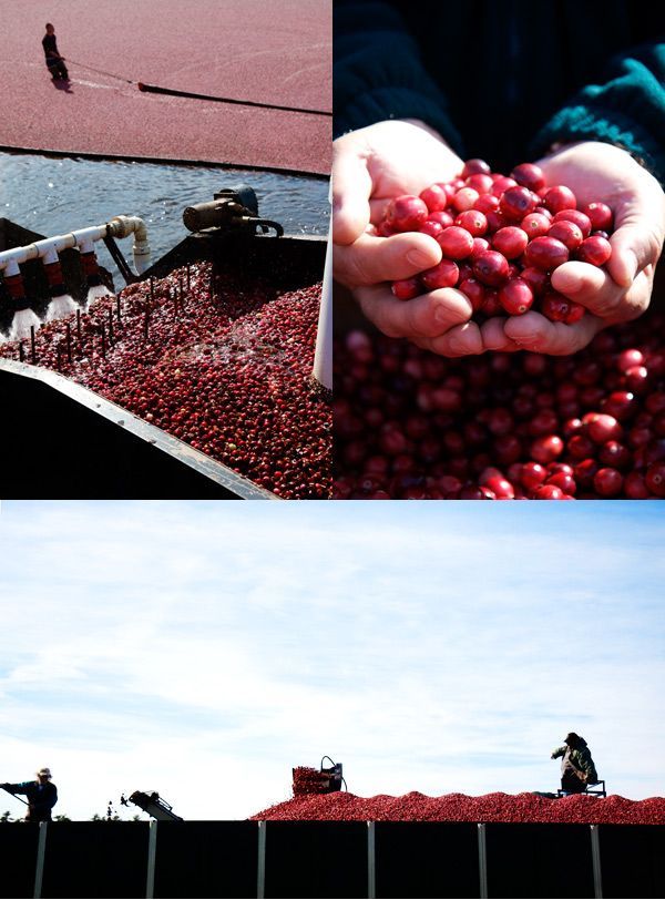 Harvesting cranberries in England, United Kingdom