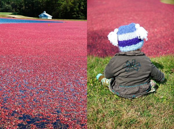 Harvesting cranberries in England, United Kingdom