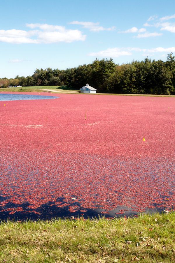 Harvesting cranberries in England, United Kingdom